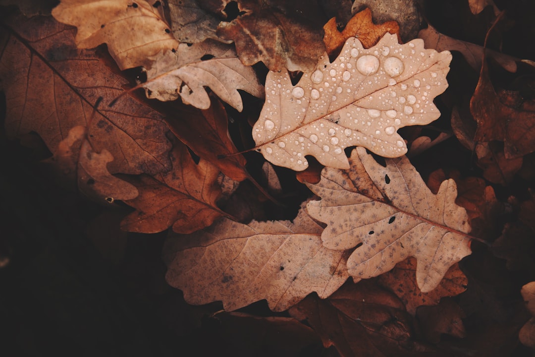 Photo Autumn leaves